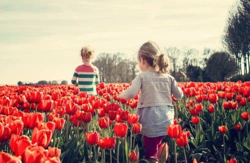 Kinder spielen im Tulpenfeld